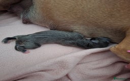 Staffordshire Bull Terrier dogs for sale: Staffy pups ready 26th august 2 brindle 3 blue - Image 14