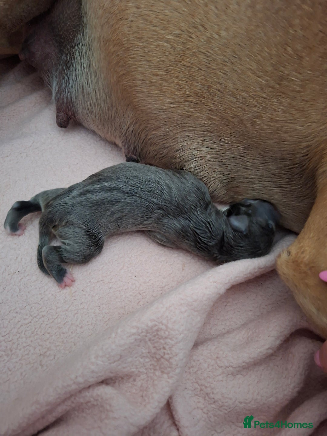 Staffordshire Bull Terrier dogs for sale: Staffy pups ready 26th august 2 brindle 3 blue - Image 14