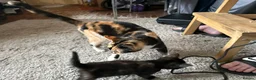 Mixed Breed cats for sale: 3 x kittens - Advert 2