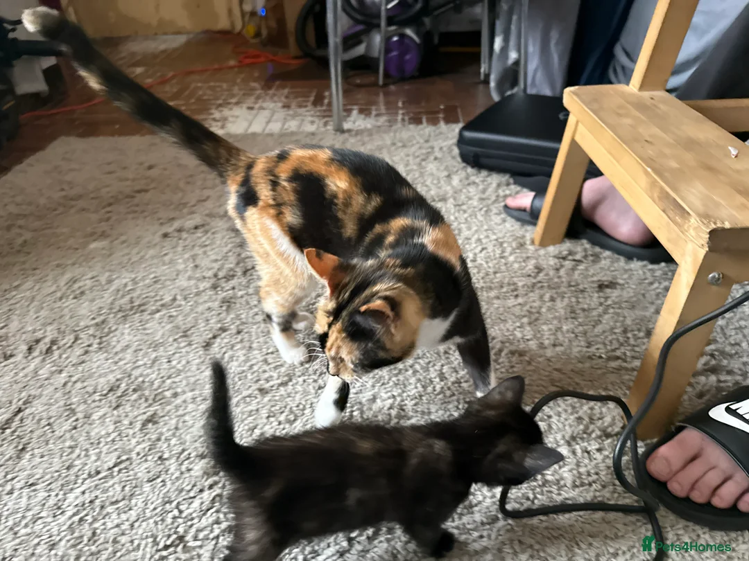 Mixed Breed cats for sale: 3 x kittens - Advert 2