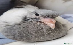 Pigeons birds for sale: Pigeons [Semi Hand-Raised] - Fancy & Racing Breeds - Image 4