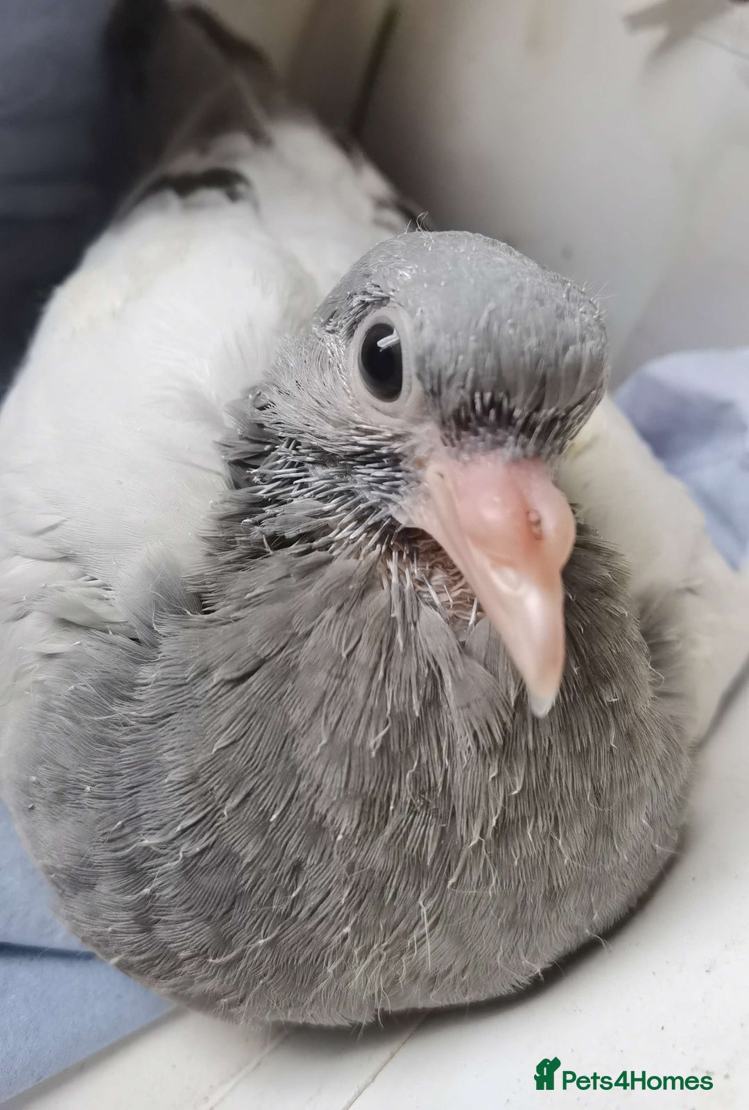 Pigeons birds for sale: Pigeons [Semi Hand-Raised] - Fancy & Racing Breeds - Image 4