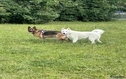Shepsky dogs for sale: 9 year old shepsky looking for a forever home  - Image 3
