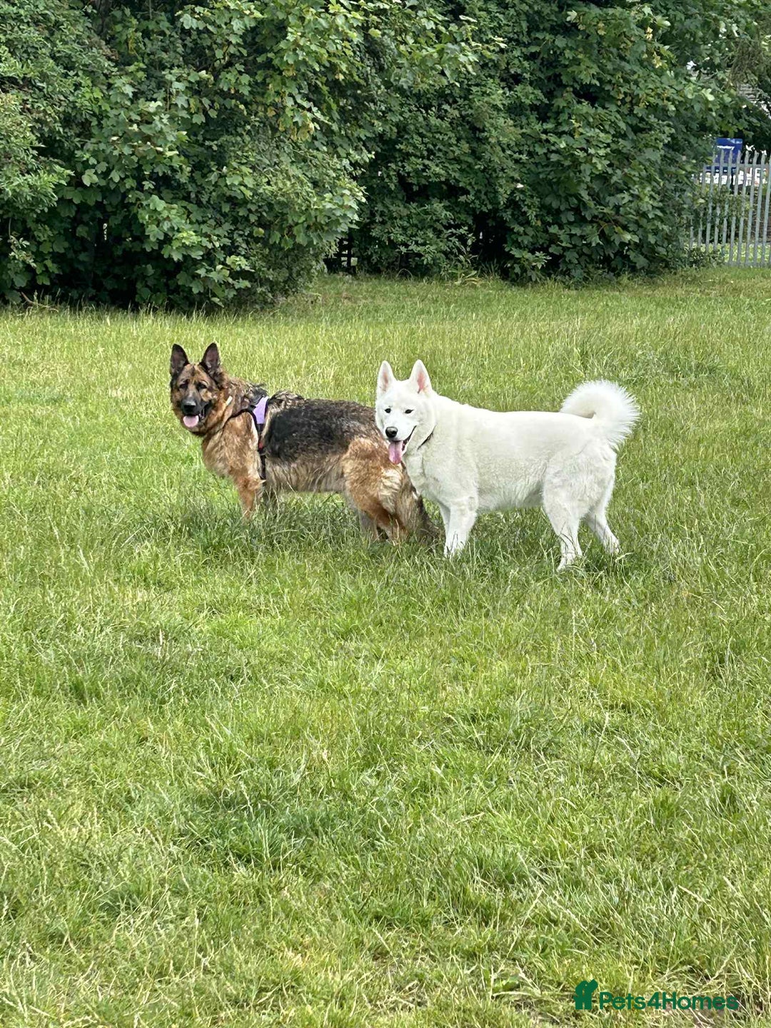 Shepsky dogs for sale: 9 year old shepsky looking for a forever home  - Image 3