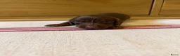 Miniature Dachshund dogs for sale: KC miniature long haired dachshund puppies  - Advert 16