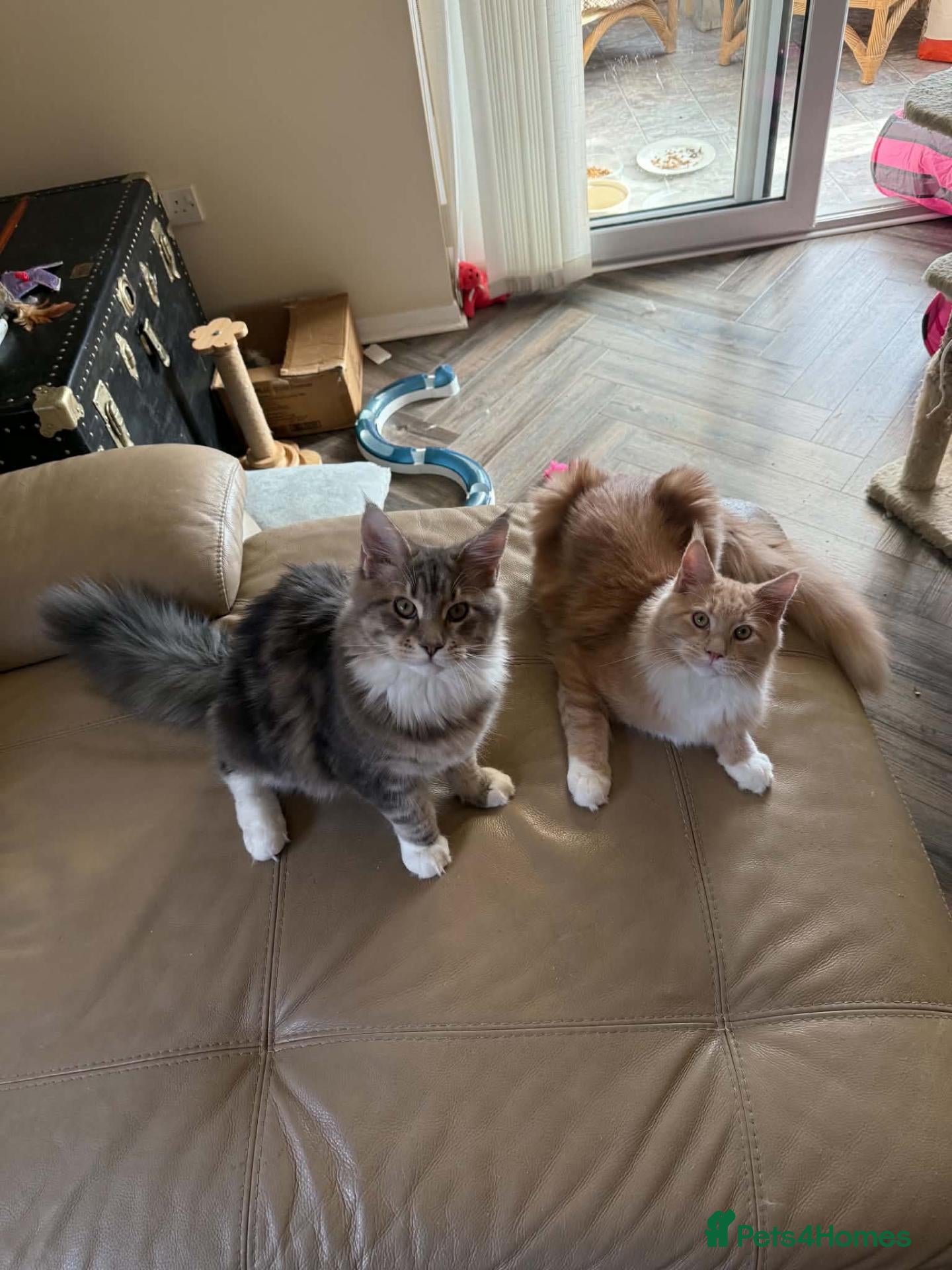 Maine Coon cats for sale: Large Pedigree TICA Maine Coon kittens ready now - Advert 17