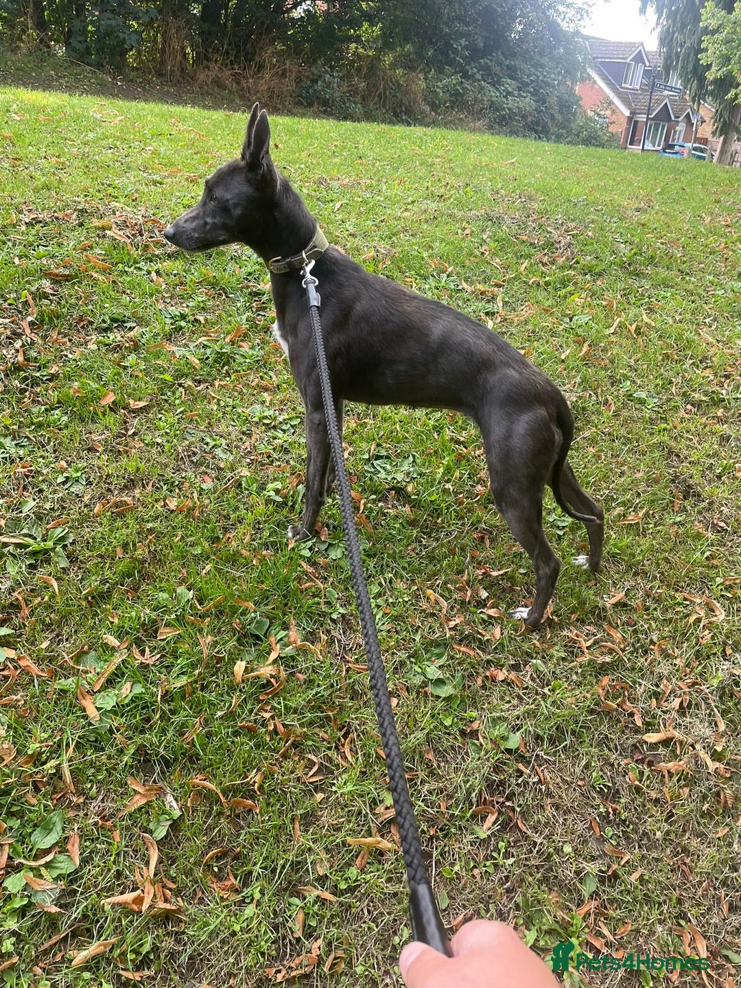 Mixed Breed dogs for sale: Saluki whippets  - Image 1