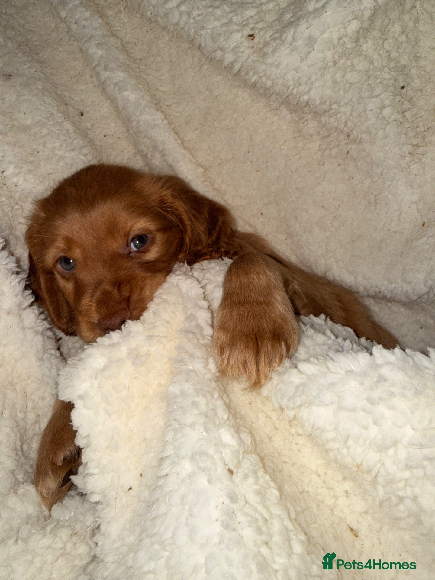 Cocker Spaniel dogs for sale: One little spaniel boy left  ❤️❤️ - Advert 2