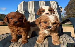 Cavapoo dogs for sale: Toy/Mini Cavpoo Puppies - Image 3