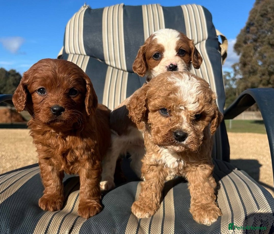 Cavapoo dogs for sale: Toy/Mini Cavpoo Puppies - Image 3