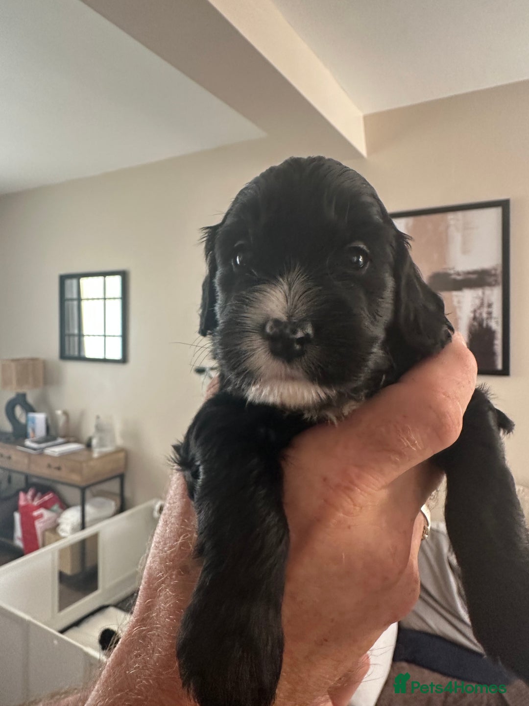 Cockapoo dogs for sale: Beautiful cockapoo puppies delivery possible - Image 11