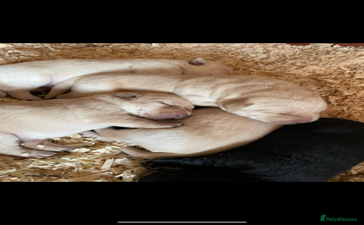 Labrador Retriever dogs - Advert 4
