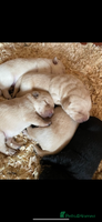 Labrador Retriever dogs - Advert 9