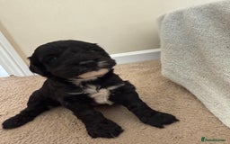 Cockapoo dogs for sale: 8 beautiful cockapoo puppies  - Image 5