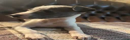 Whippet dogs for sale: 🐾 Exceptional KC Registered Whippet Puppies - Advert 23