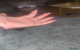 British Shorthair cats for sale: Kittens ready now - Advert 4