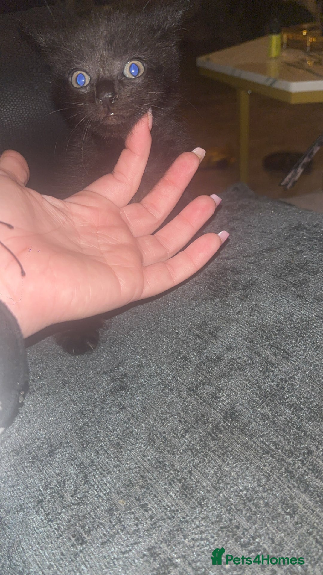 British Shorthair cats for sale: Kittens ready now - Advert 4