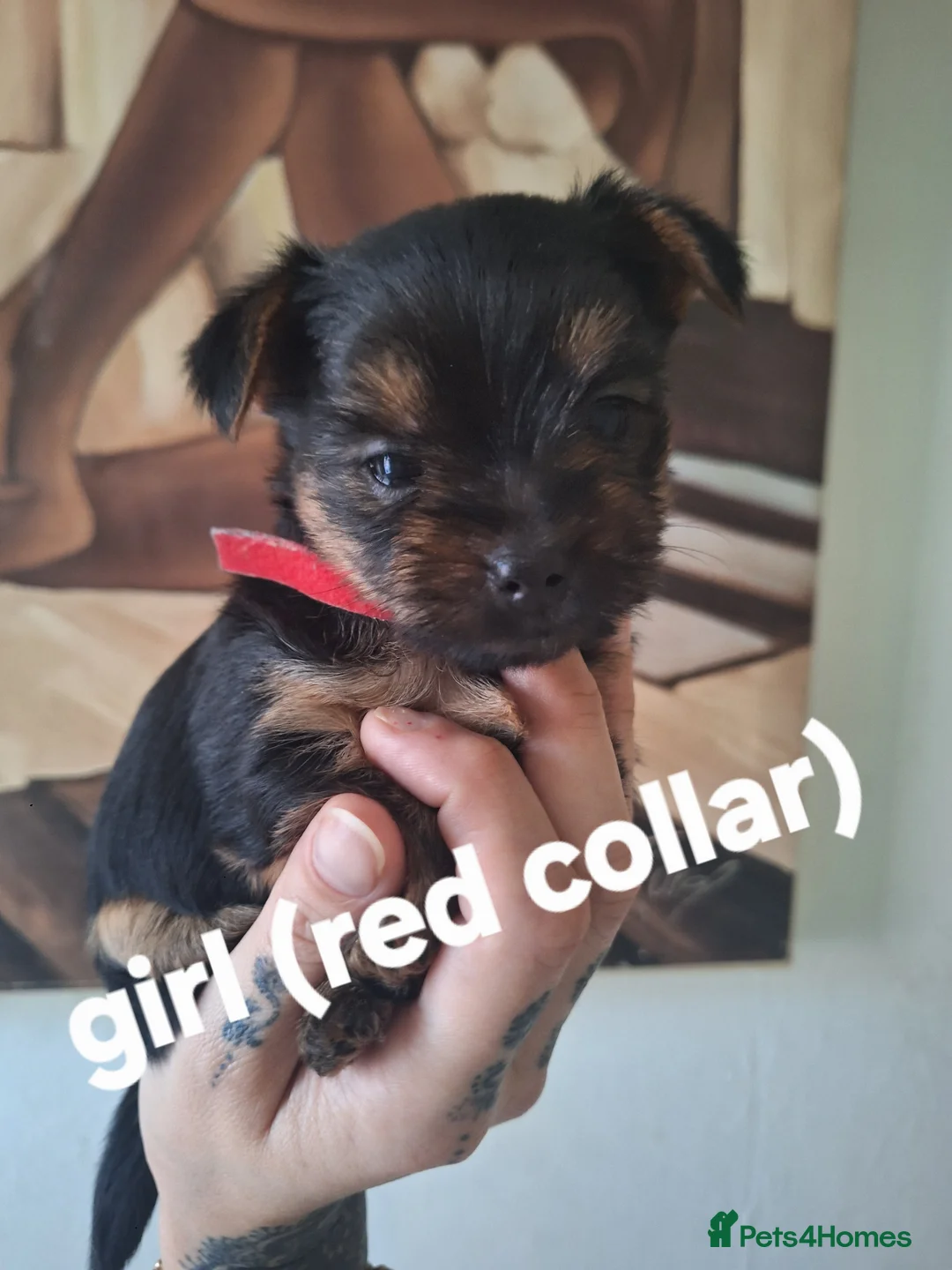 Yorkshire Terrier dogs for sale:  😍 Yorkshire Terrier Puppies 😍  - Advert 3