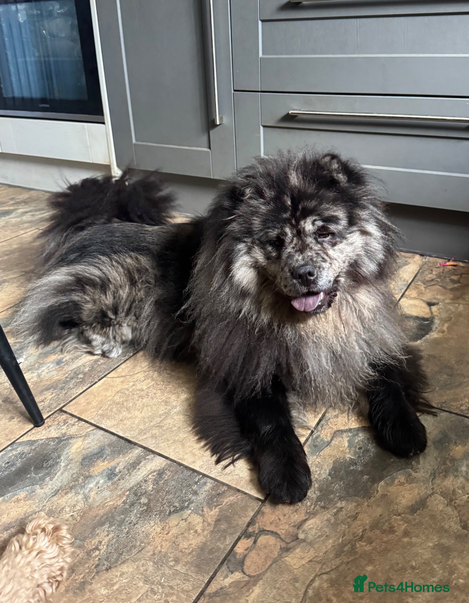 Chow Chow dogs 🩷 Rare World KC Merle Chow Chow Girl BLUU 🩷🐾  - Advert 1