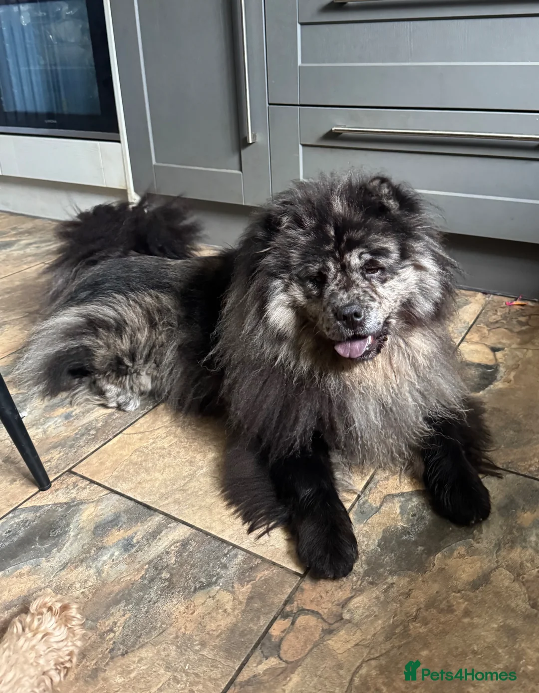 Chow Chow dogs for sale: 🩷 Rare World KC Merle Chow Chow Girl BLUU 🩷🐾  - Advert 1