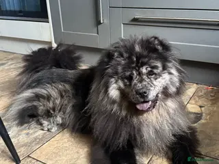 Chow Chow dogs 🩷 Rare World KC Merle Chow Chow Girl BLUU 🩷🐾 - Advert 6