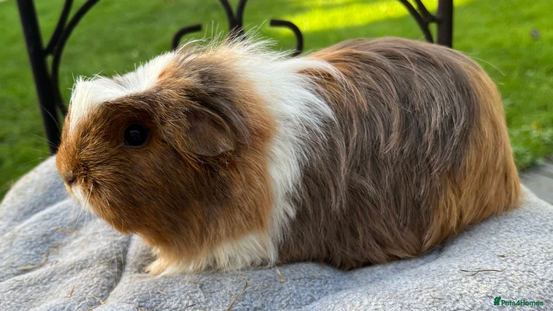 Guinea Pig rodents for sale: Female guinea pigs - Advert 3