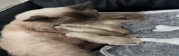Ragdoll cats for sale: 5 Bluepoint Ragdoll kittens  - Advert 9