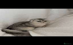 Scottish Fold cats for sale: Scottish Fold Kittens Variety of Colours - Image 2