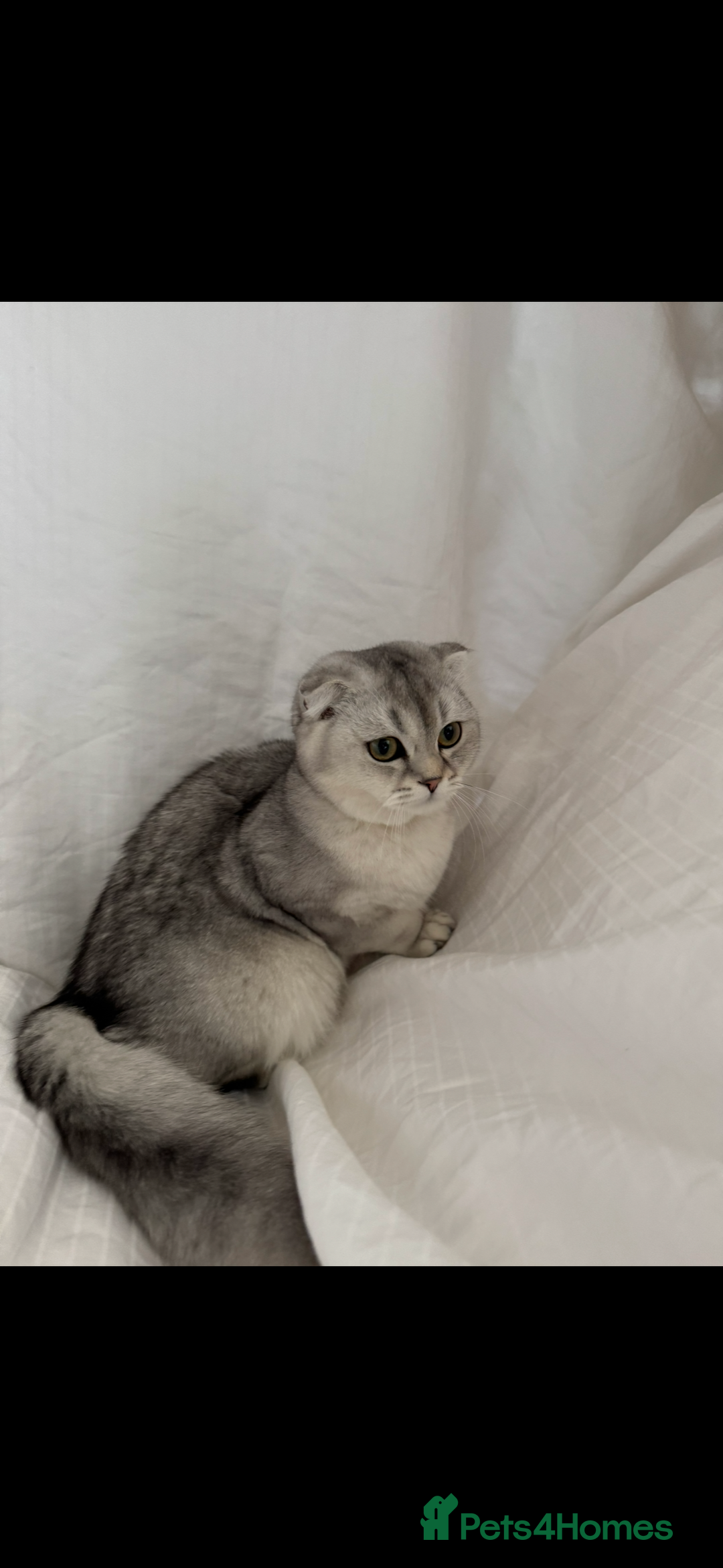 Scottish Fold cats for sale: Scottish Fold Kittens Variety of Colours - Image 2