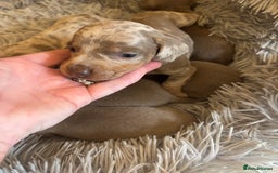Dachshund dogs for sale: Dachshund Isabella dapple puppies  - Image 4
