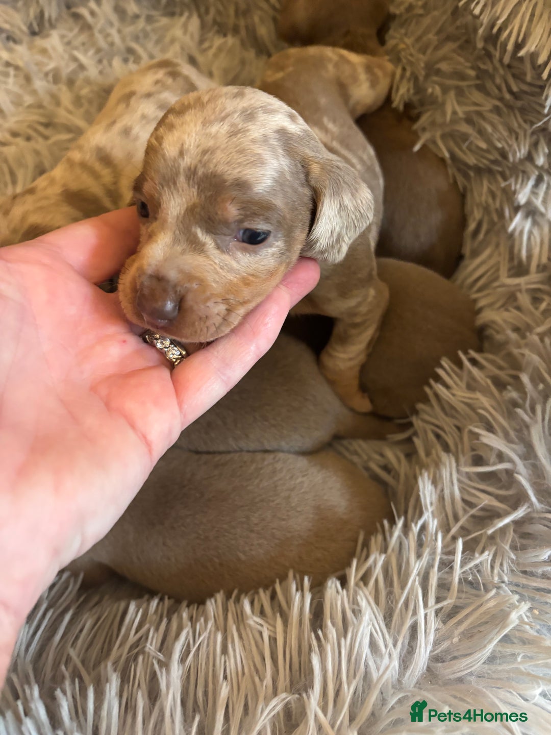 Dachshund dogs for sale: Dachshund Isabella dapple puppies  - Image 4