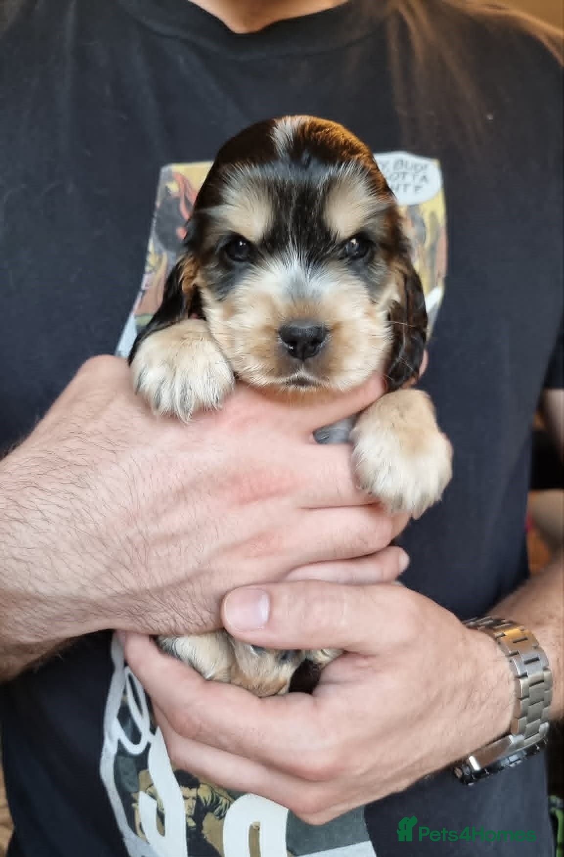Cocker Spaniel dogs Show Cocker Spaniel Puppies- Champion Lineage🏆🐾 - Advert 1