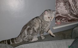 British Shorthair cats for sale: Silver Tabby BSH - Image 12