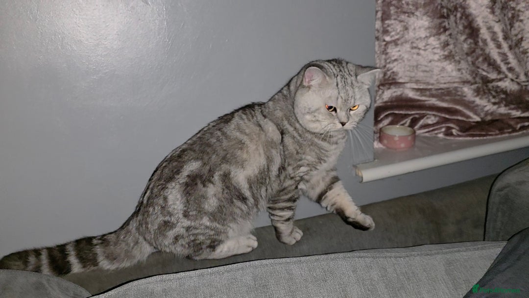 British Shorthair cats for sale: Silver Tabby BSH - Image 12