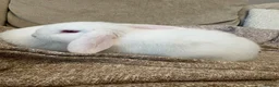 Mini Lop rabbits for sale: Mini Lop Rabbits - Advert 2