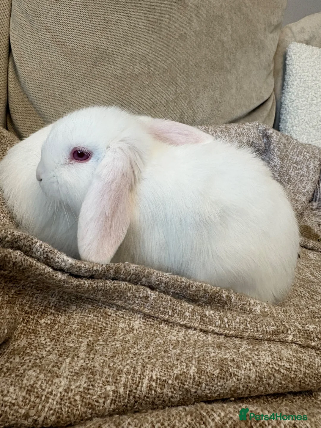 Mini Lop rabbits for sale: Mini Lop Rabbits - Advert 2