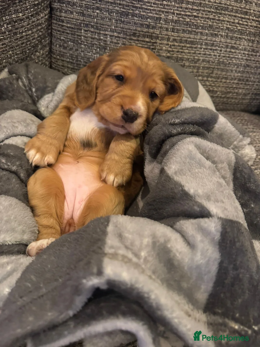 Cocker Spaniel dogs for sale: Working cocker spaniels - Advert 4