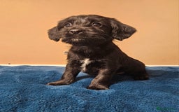 Mixed Breed dogs for sale: Cocker spaniel cross puppies - Image 10