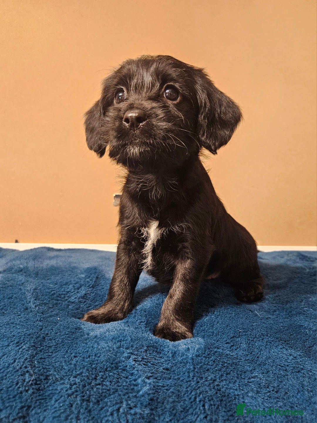 Mixed Breed dogs for sale: Cocker spaniel cross puppies - Image 10