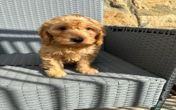 Cockapoo dogs for sale: Cockapoo puppies - Image 12