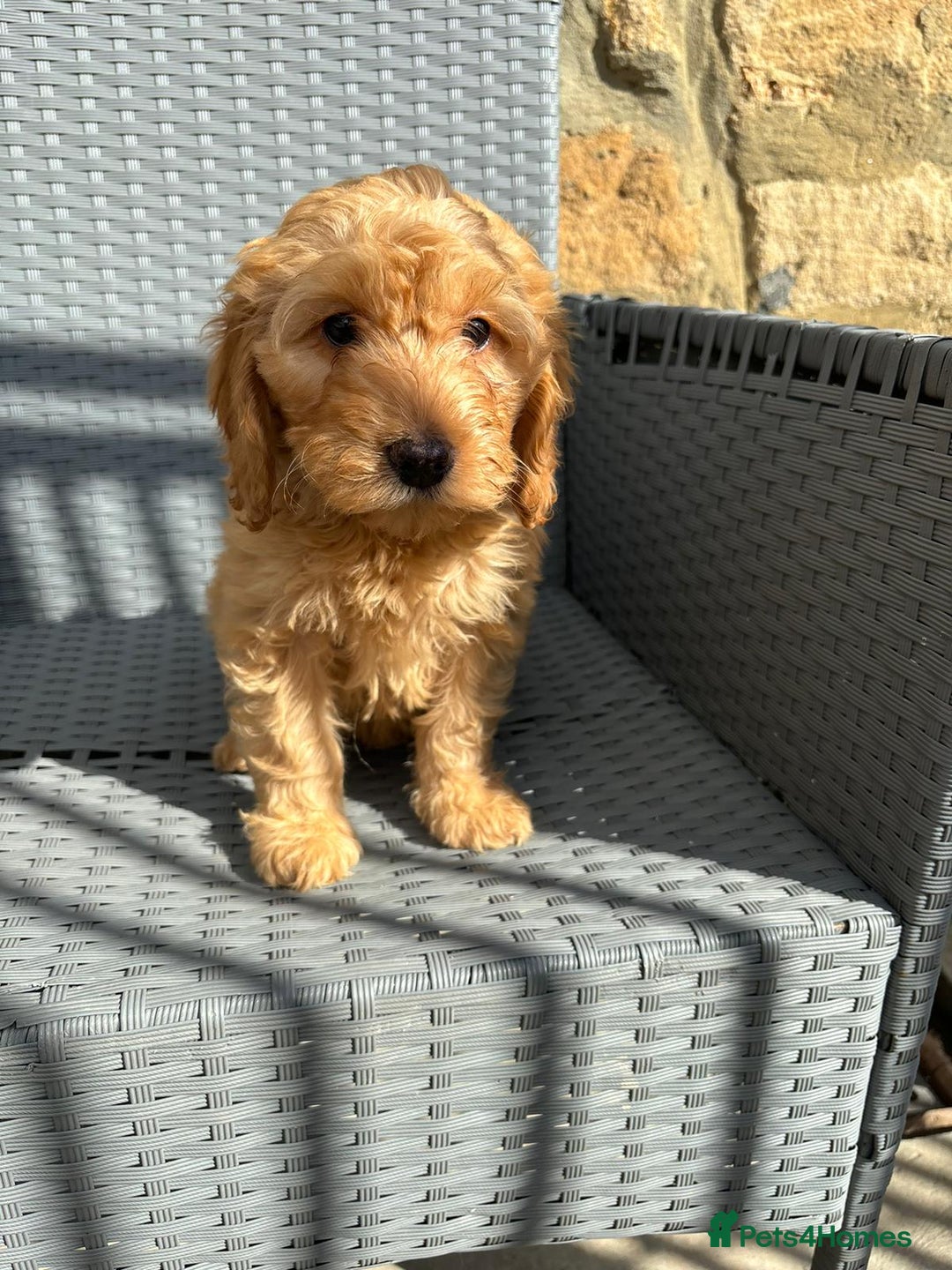 Cockapoo dogs for sale: Cockapoo puppies - Image 12