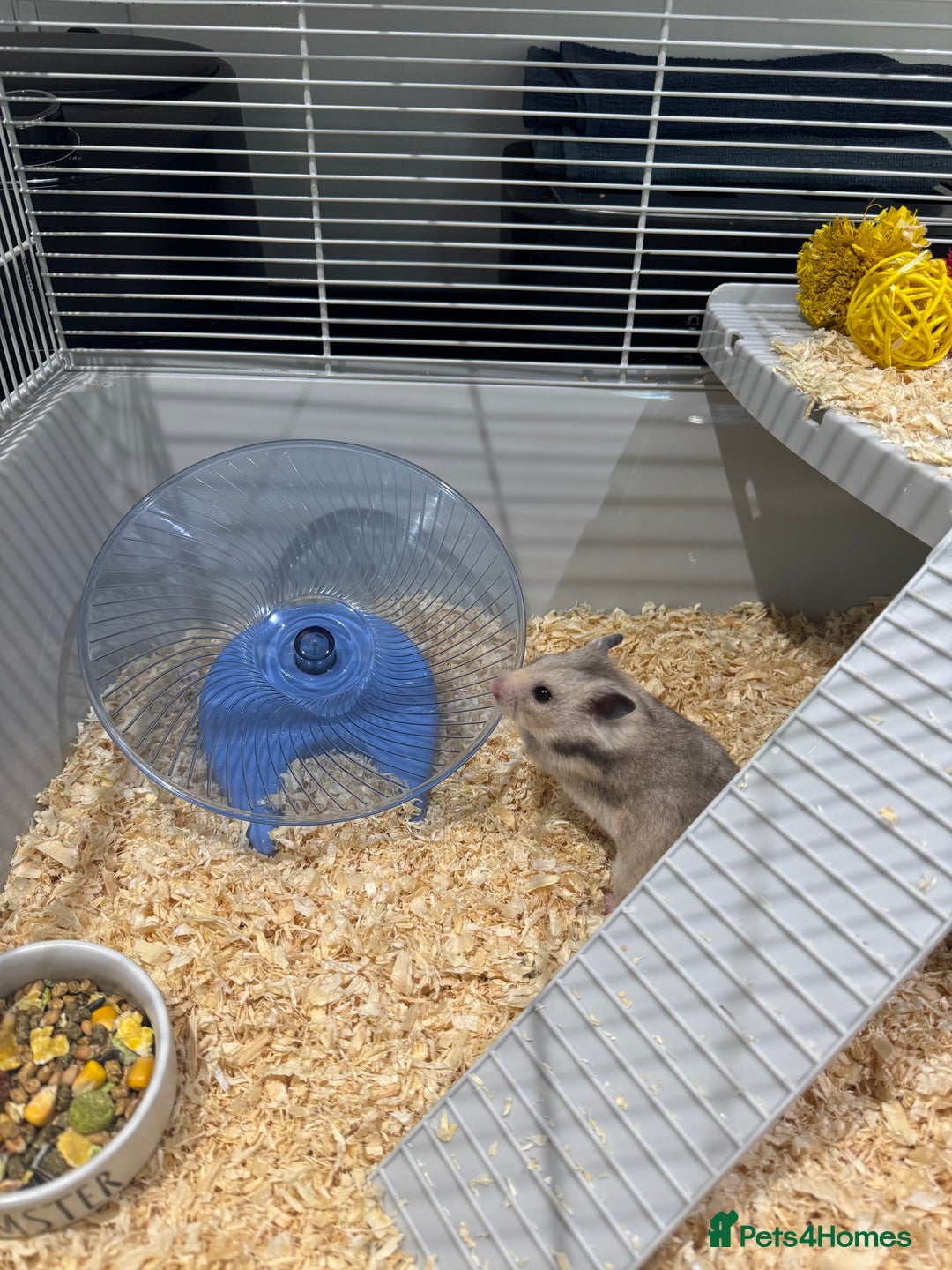 Hamster rodents for sale: Syrian hamster  - Image 2