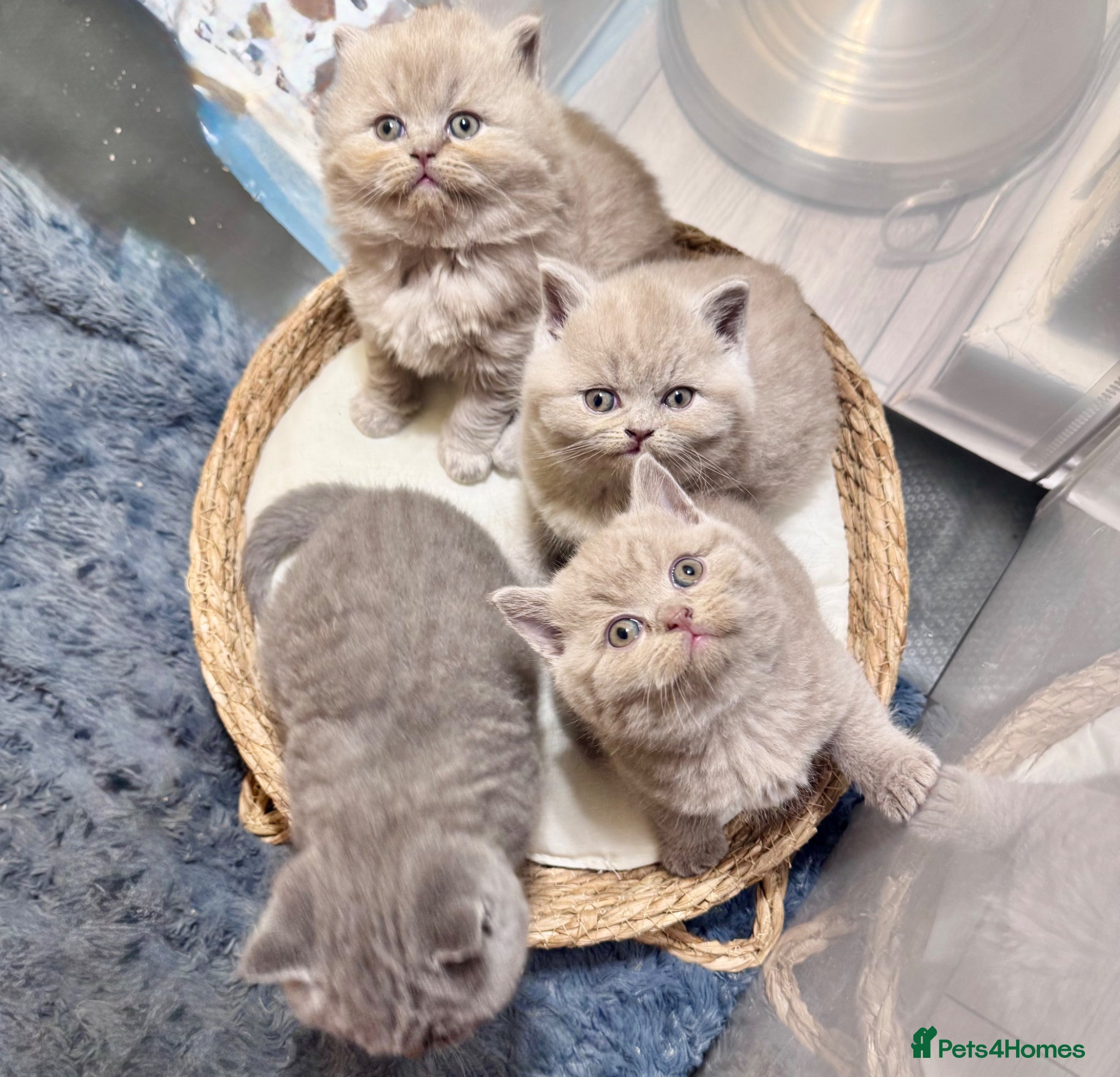 British Shorthair cats 🐾100% pedigree GCCF reg BSH Kittens  - Advert 15