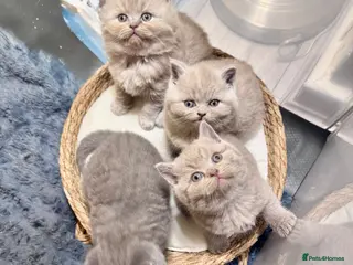 British Shorthair cats 🐾100% pedigree GCCF reg BSH Kittens - Advert 15