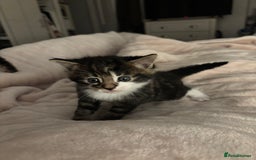 Mixed Breed cats for sale: *ONE LEFT* Beautiful long hair kittens - Advert 21