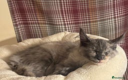 Maine Coon cats for sale: 25% OFF PURE MAINE COONS FROM CHAMPION BLOODLINE! - Image 22