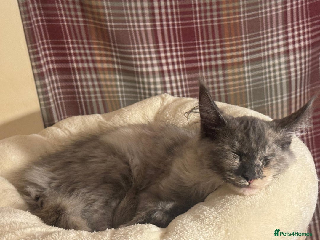 Maine Coon cats for sale: 25% OFF PURE MAINE COONS FROM CHAMPION BLOODLINE! - Image 22