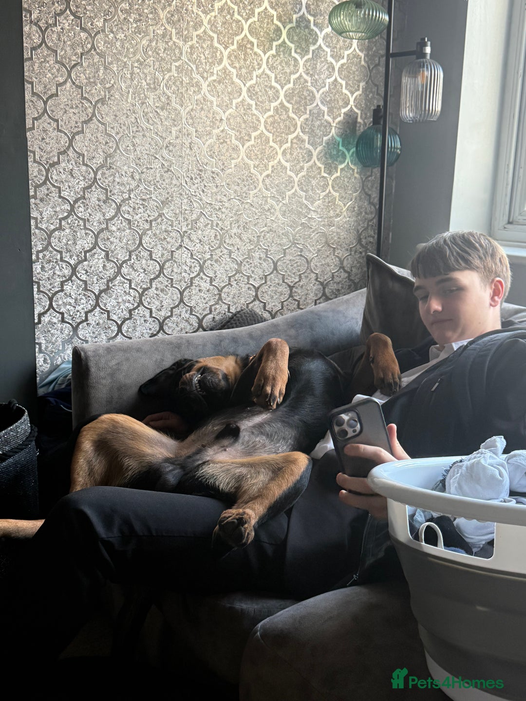 Rottweiler dogs for stud: FOR STUD ROTTWEILER  - Advert 7