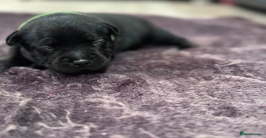 Staffordshire Bull Terrier dogs - Advert 4