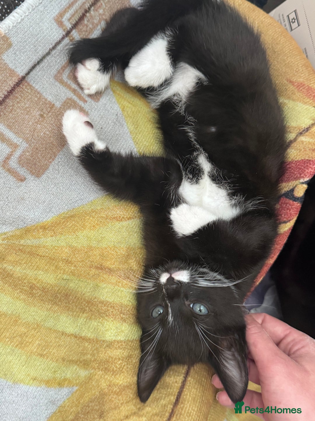 Mixed Breed cats for sale: Adorable black and white kitten  - Image 5